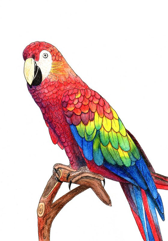 38 попугаев рисунок