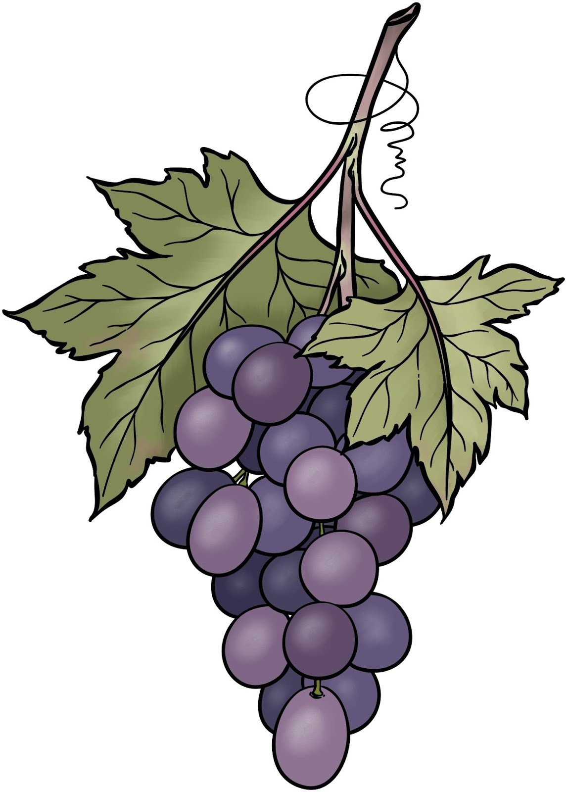 Веточка винограда