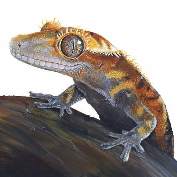 Реснитчатый бананоед арт