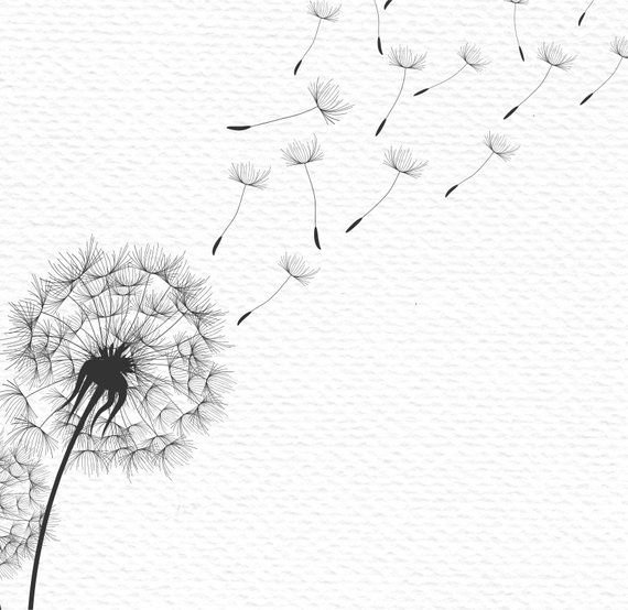 Монохромные рисунки одуванчиков