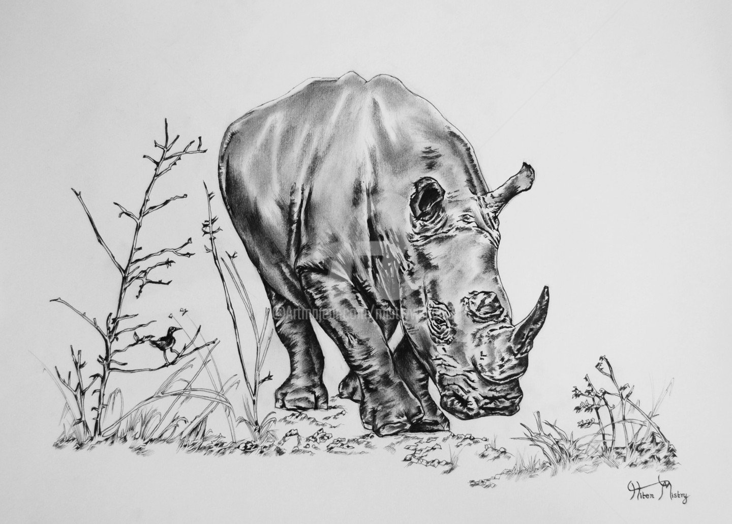 Носорог карандашом
