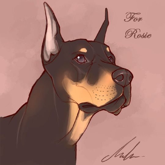 Доберман арт