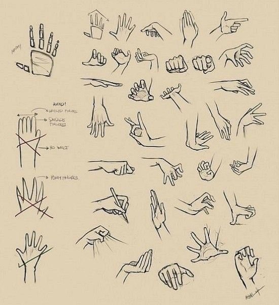 Анатомия рук для рисования