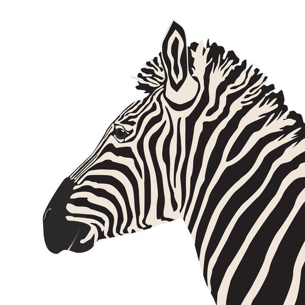 Принт рисованный Зебра