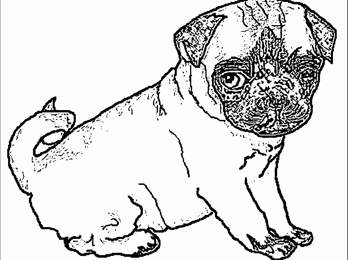 Раскраска собака Мопс