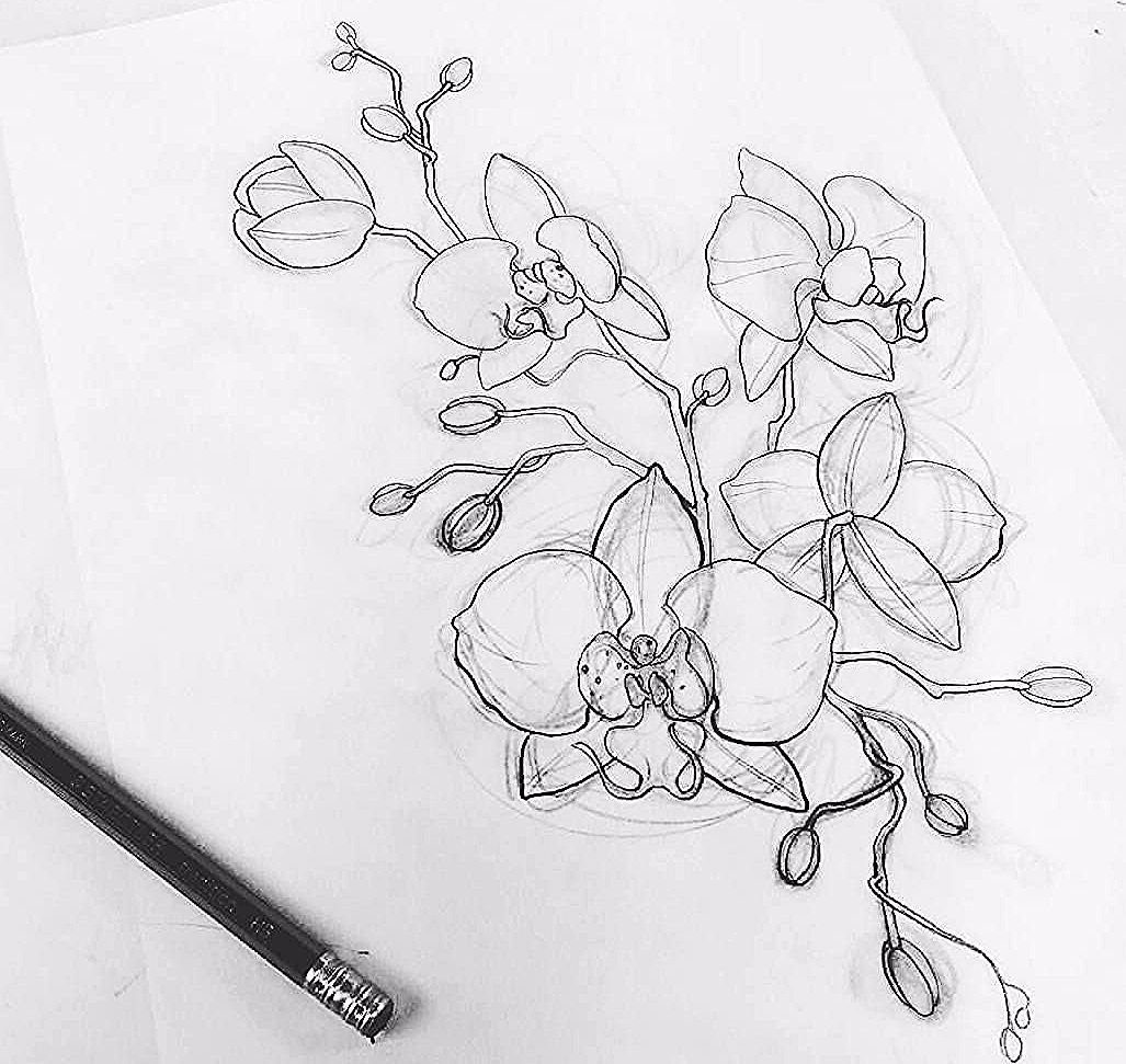 Наброски для рисования цветы орхидеи
