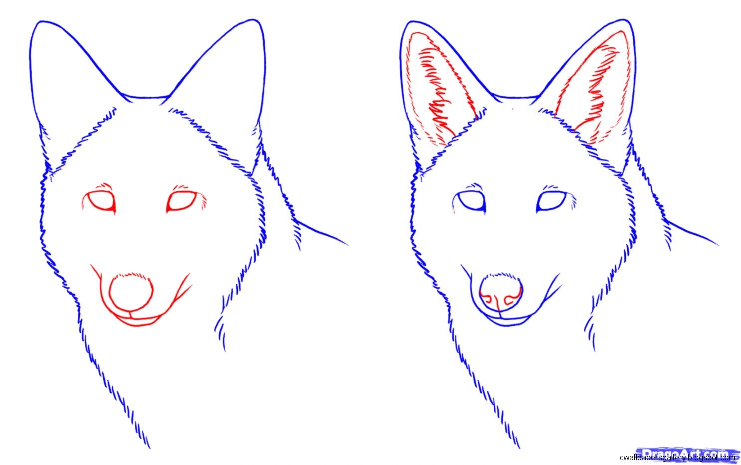Волк поэтапно для детей. Пошаговое рисование волка. Рисунок волка карандашом для срисовки. Волк рисунок поэтапно. Самые легкие рисунки.
