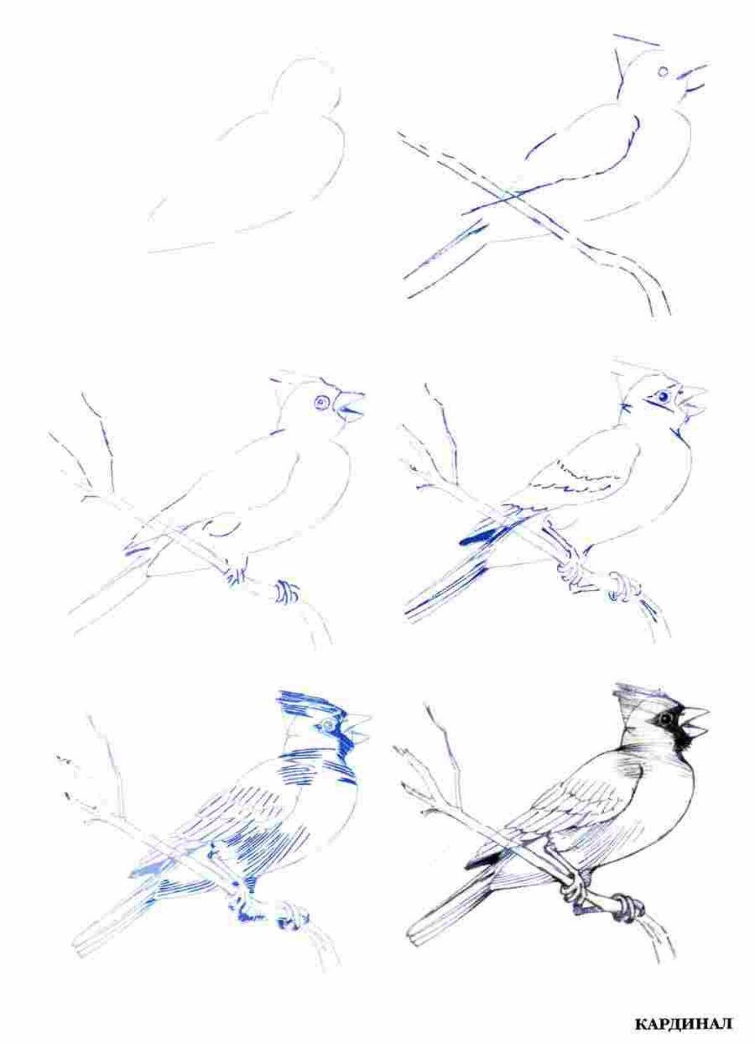 Михаил кудинов как рисовать птицу