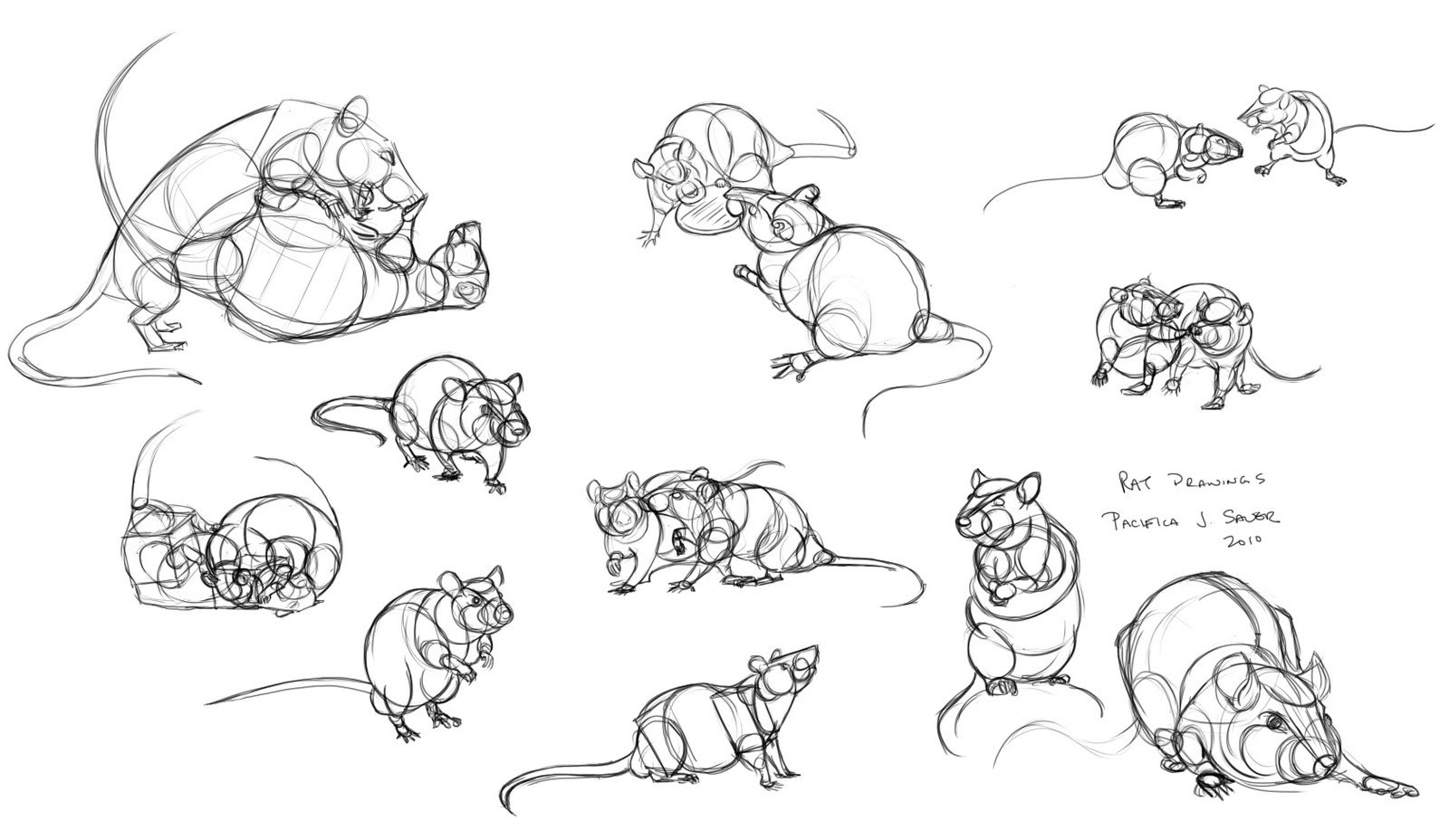 Анатомия крысы для рисования
