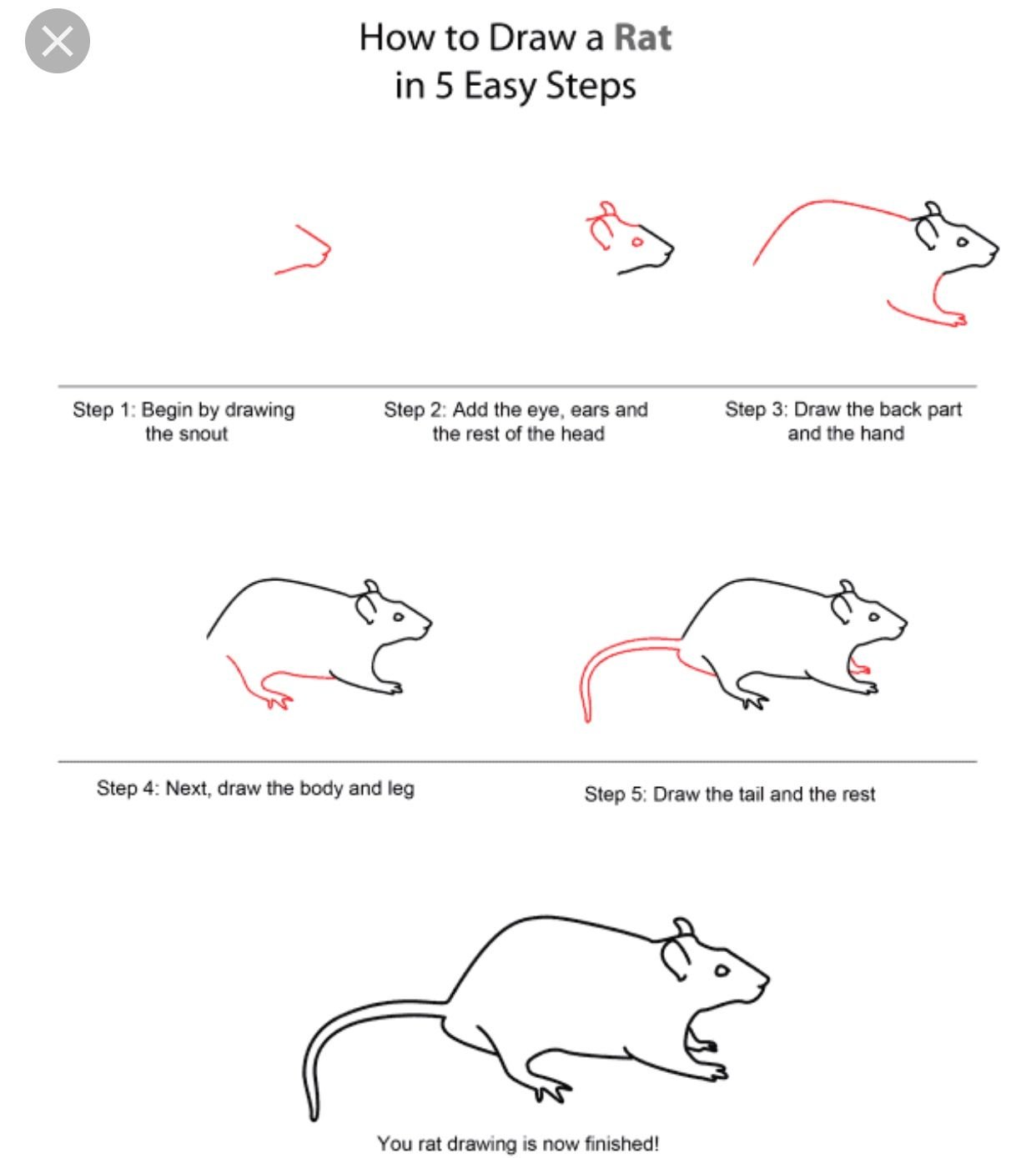 Как нарисовать крысу поэтапно