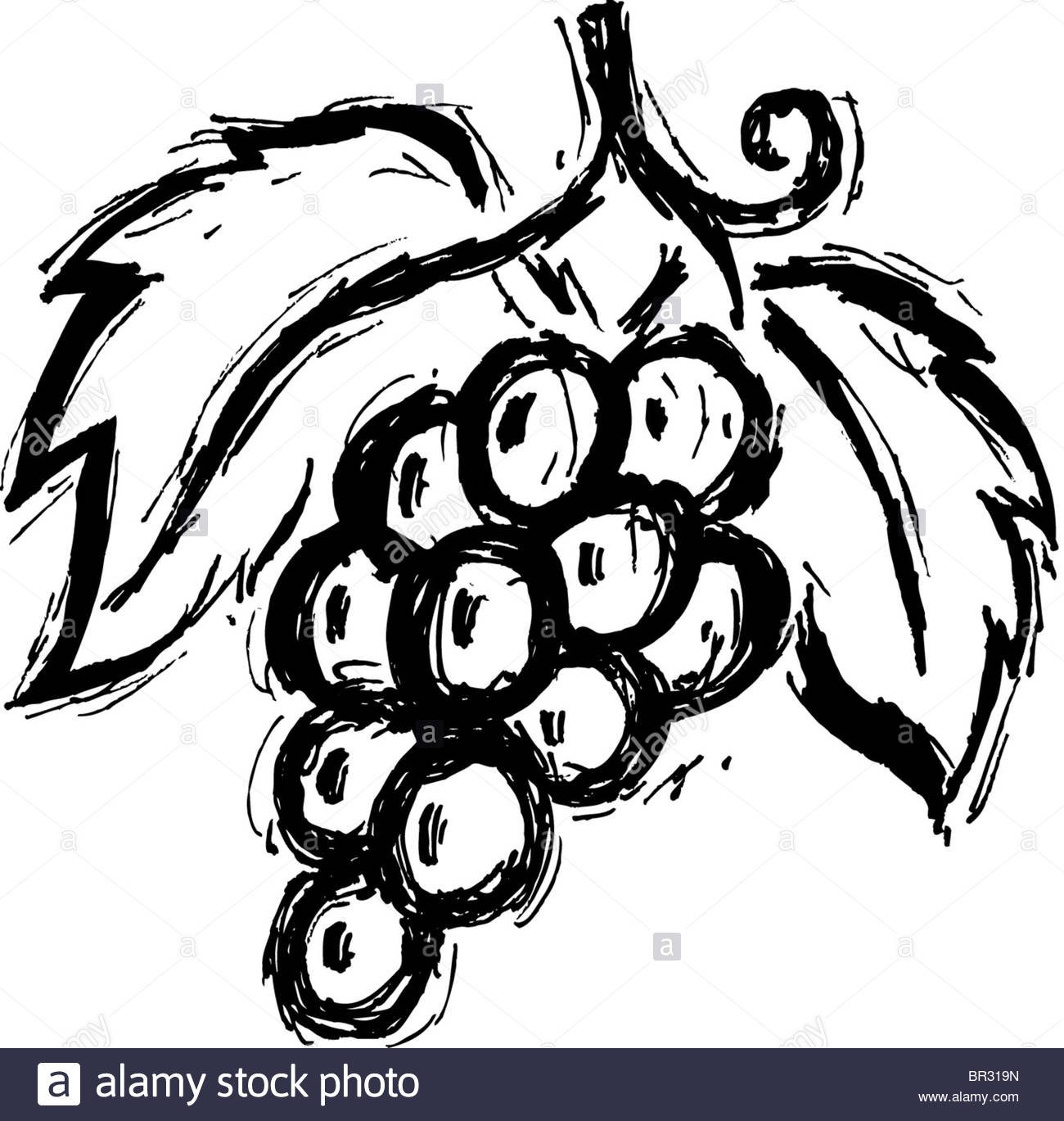 Косточка винограда рисунок
