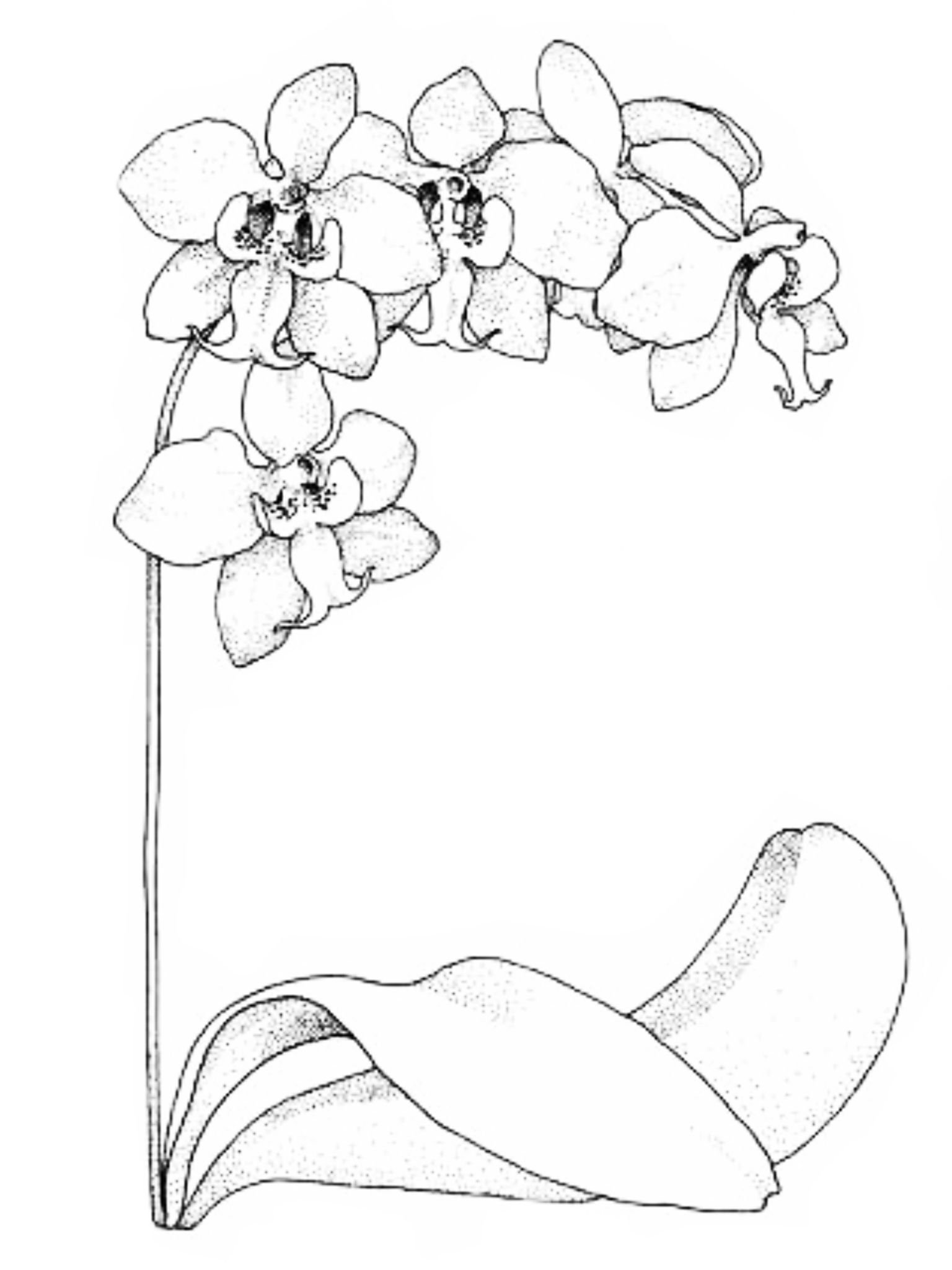 Орхидея контурный рисунок