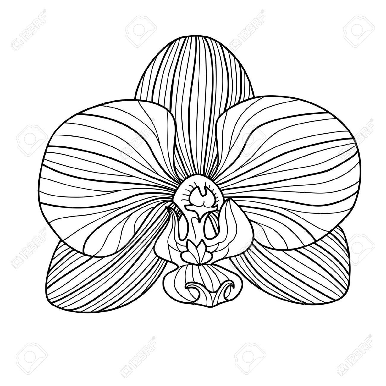 Орхидея вектор контур