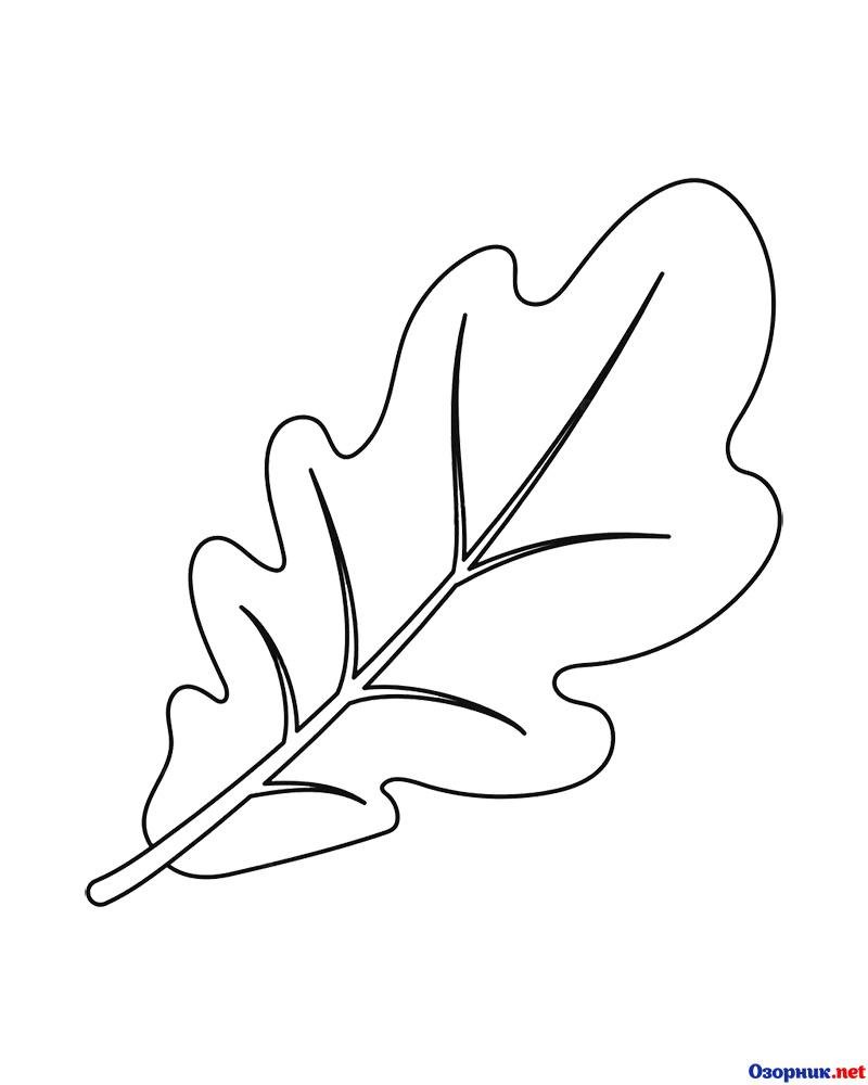 Лист дуба рисунок