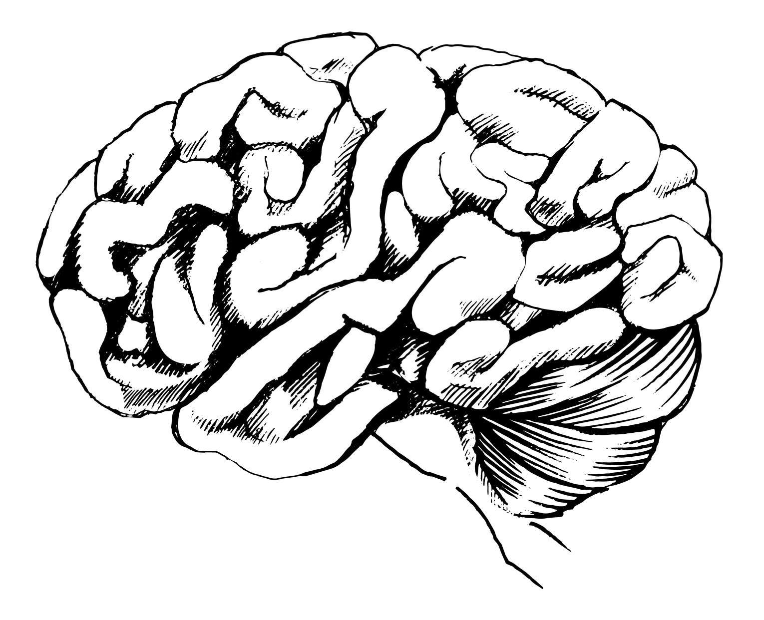 Контур мозга человека