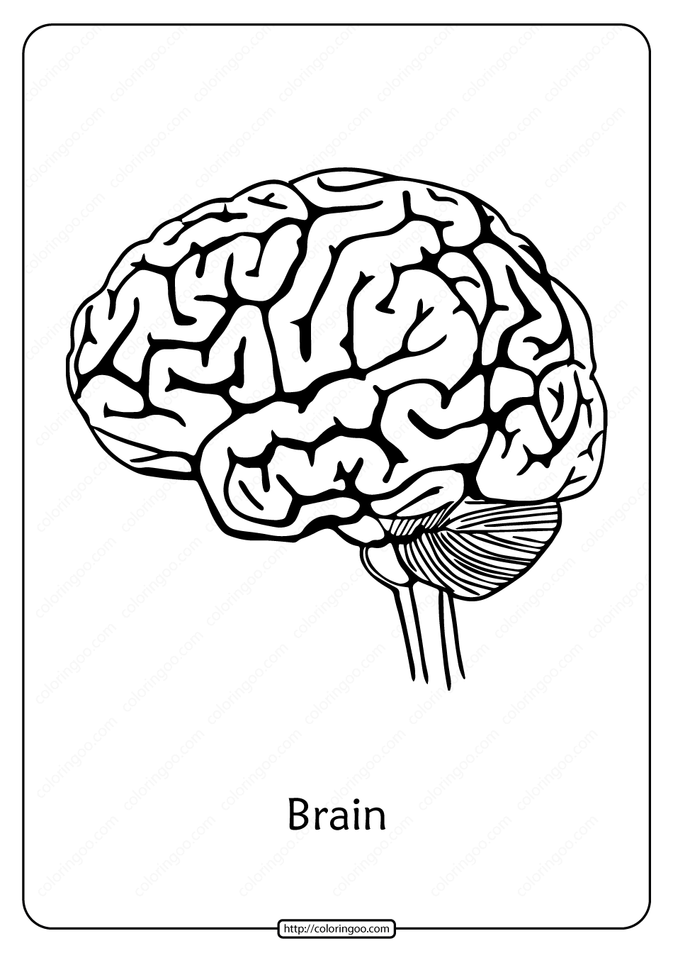 Контур человеческого мозга