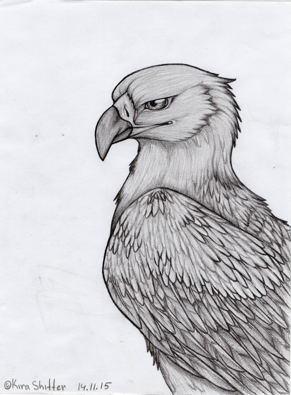 Рисунок орла. Орел карандашом. Картинки орла для срисовки. Картинки орла для срисовки карандашом. Рисунки Орлов.