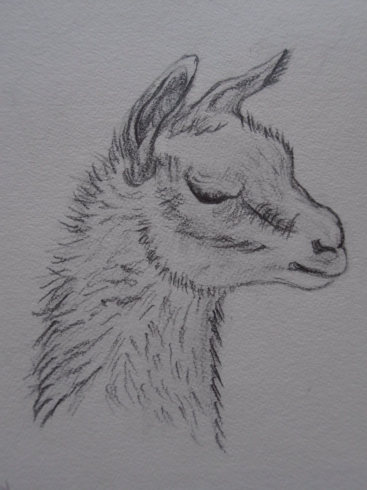 Нарисовать животных простым карандашом. Животные карандашом. Рисунки карандашом животные. Картинки для срисовки животные. Животные для срисовки карандашом.