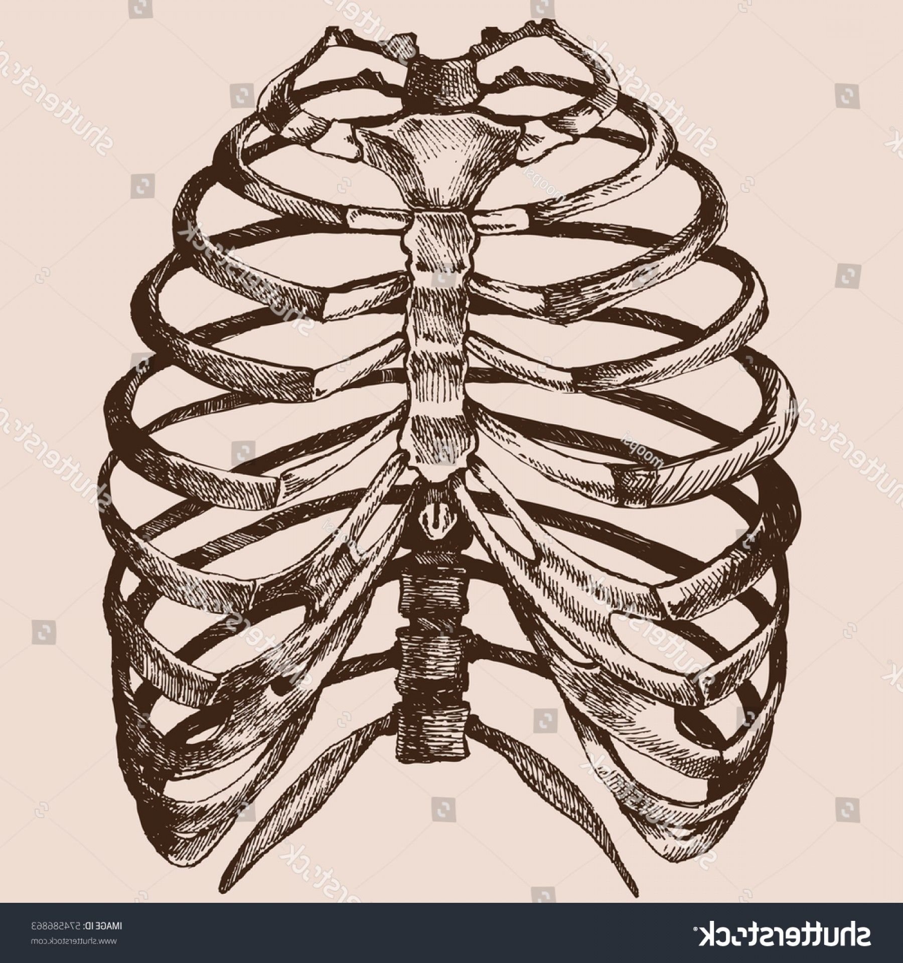 Может ли в цепи ребер. Грудная клетка анатомия 10 ребро. Кости грудной клетки анатомия. Скелет человека ребра. Ребра человека анатомия.