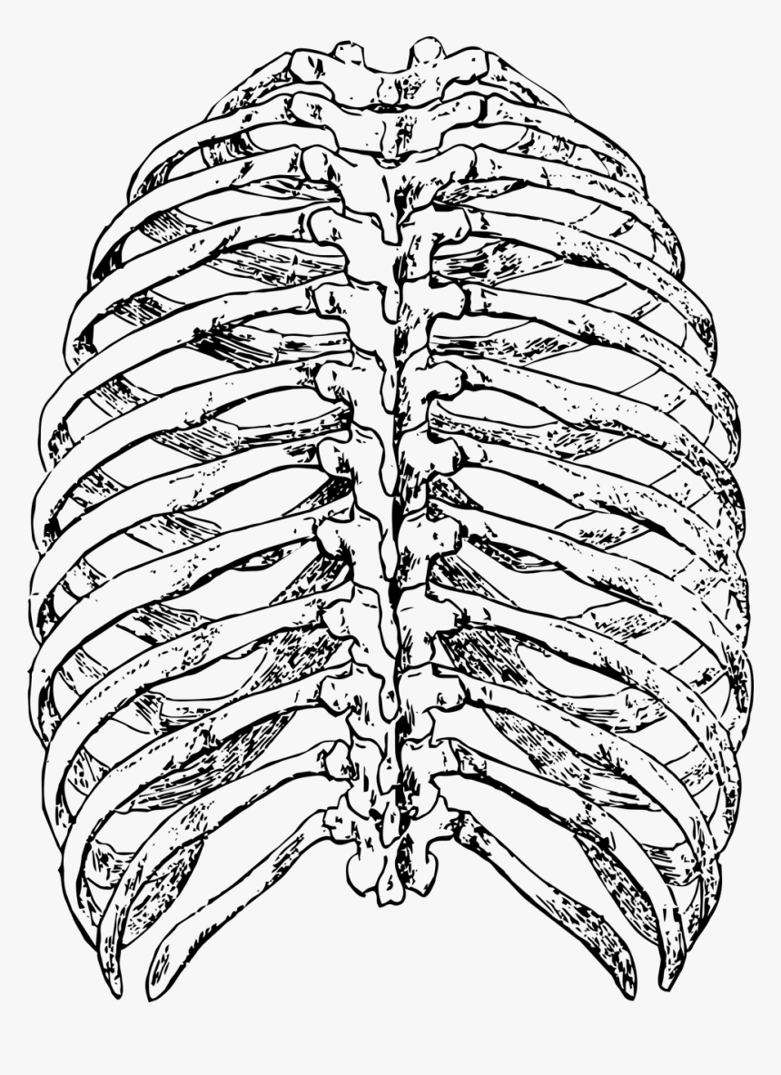 Грудная клетка анатомия 10 ребро. Скелет грудной клетки ребра. Скелет человека грудная клетка ребра.