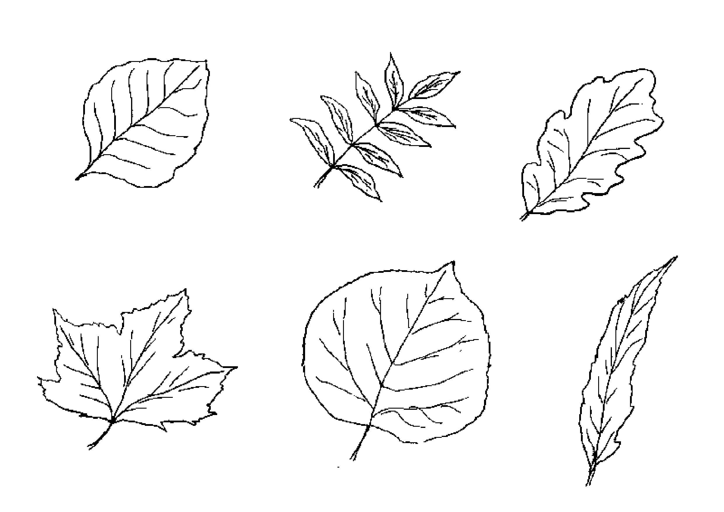 Листы вправо. Листорасположение листьев липы. Зарисовки листьев. Листья рисунок. Листья карандашом.