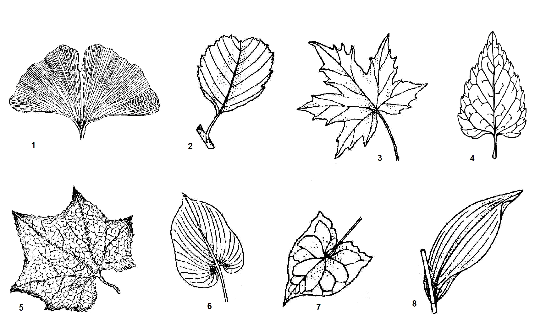Жилкование листьев герани