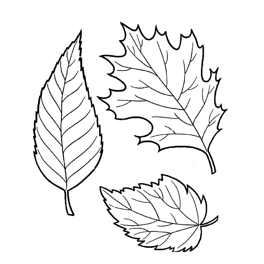 Красивые листья рисунки (21 фото) » Рисунки для срисовки и не только