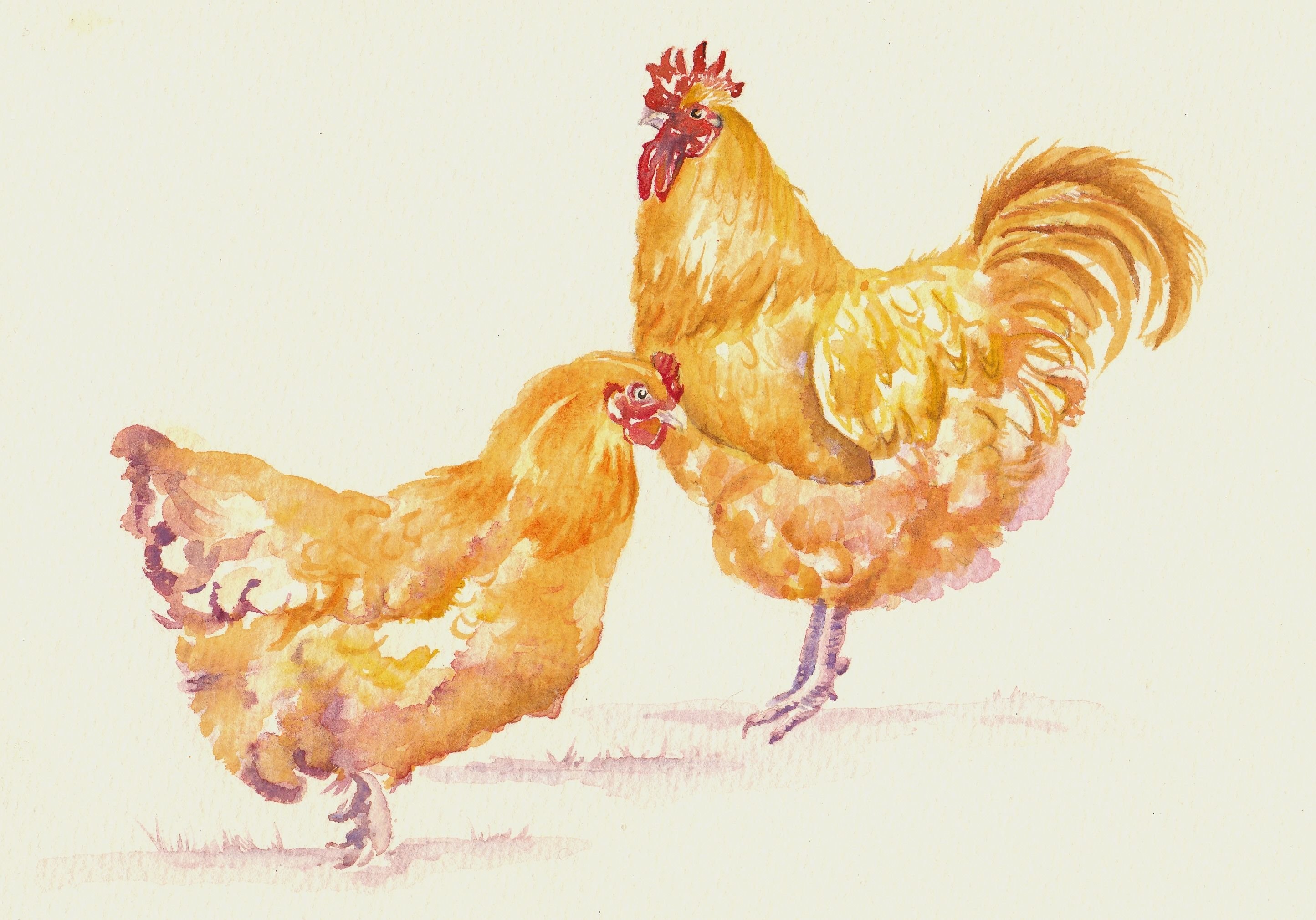 Три пестрой. Курица цветными карандашами. Курица рисунок. Курица рисунок цветной. Цыпленок цветными карандашами.