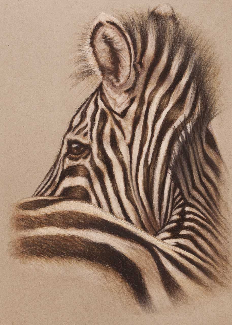 Графическое изображение зебры