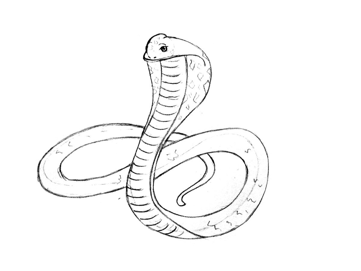 Легкая змейка. Рисунки для срисовки змея. Рисунки змей легкие. Кобра рисунок карандашом. Картинки для срисовки карандашом змеи.