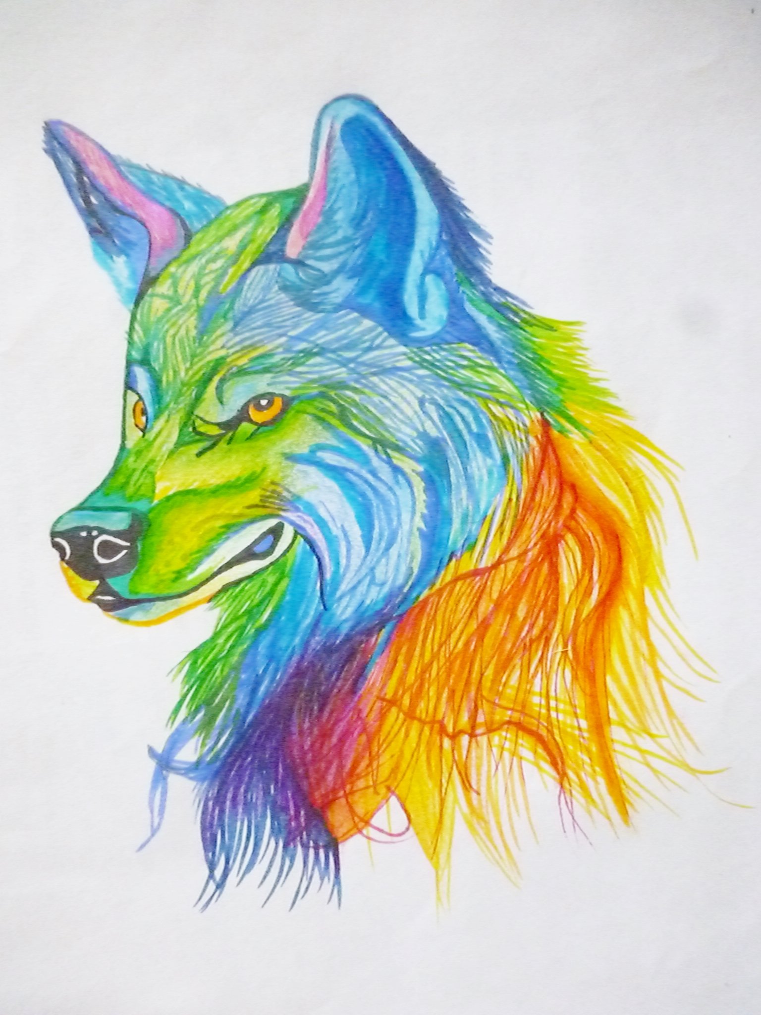 Волк карандашом разноцветными
