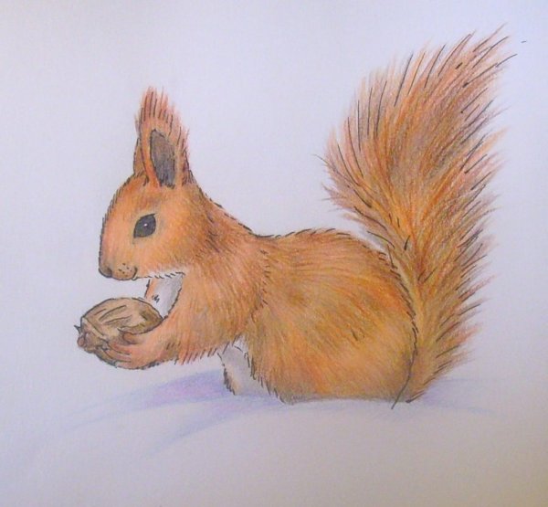 Рисунок белки