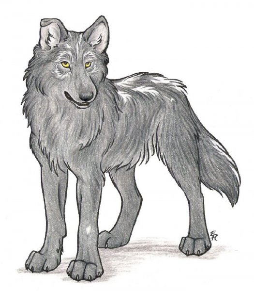 Волк рисунок для детей