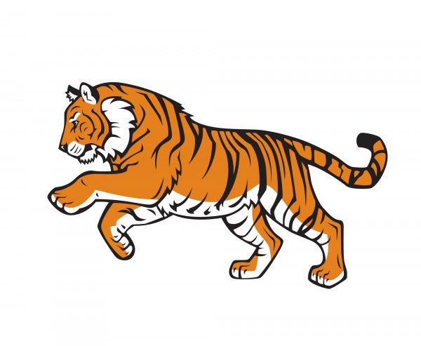 Тигр рисунок