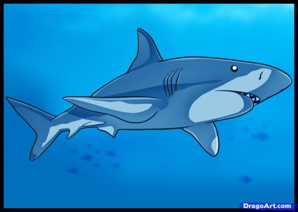 Акула для детей