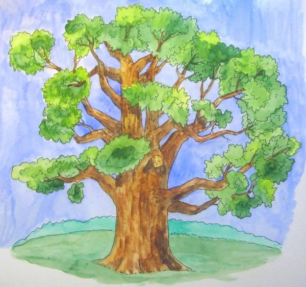 Дуб рисунок