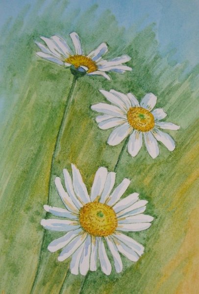 Ромашки акварелью