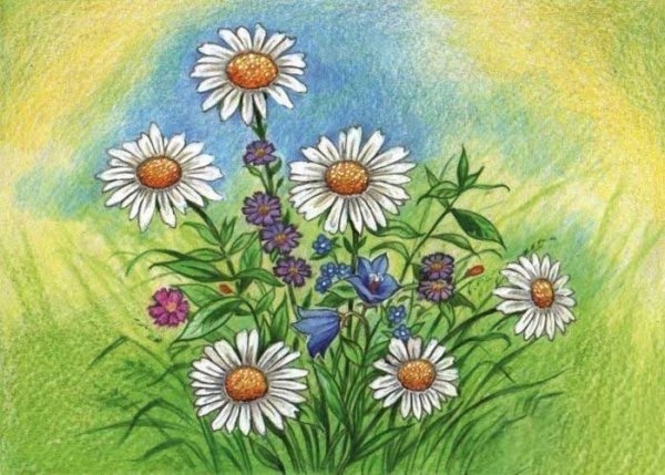 Полевые цветы цветными карандашами