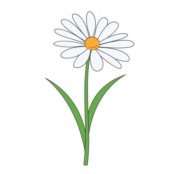 Ромашка карандашом