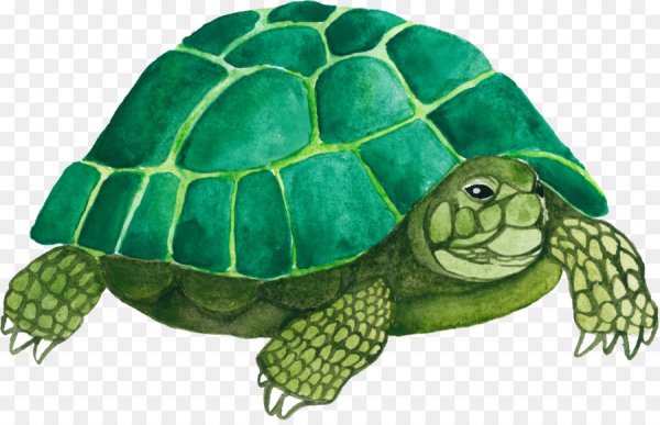 Черепаха рисунок