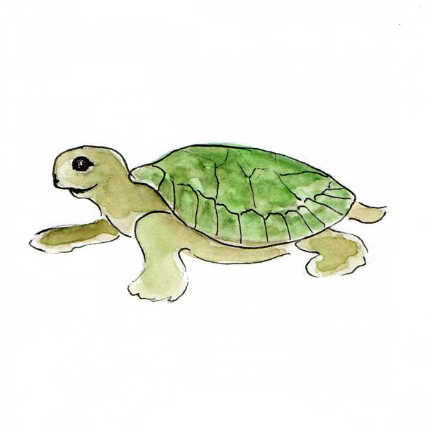 Черепаха рисунок