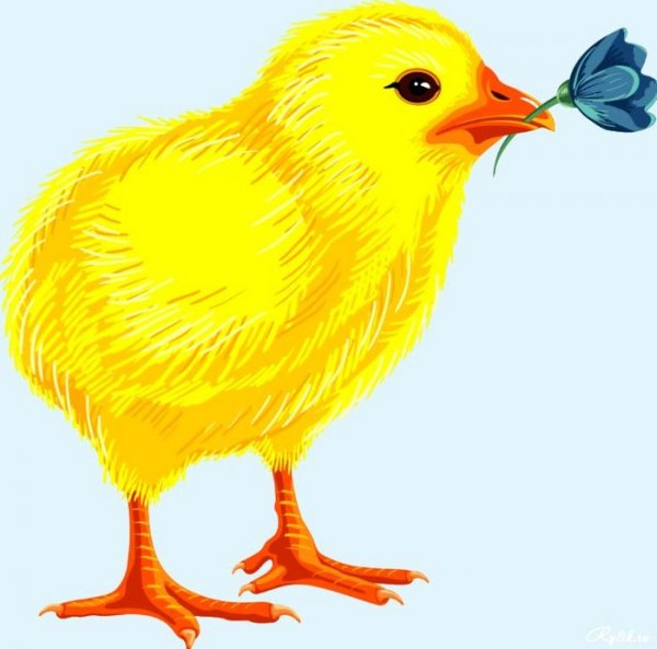 Цыпленок для дошкольников