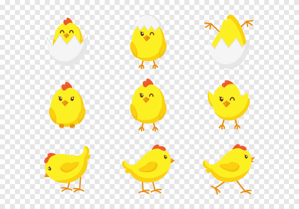 Цыпленок вектор