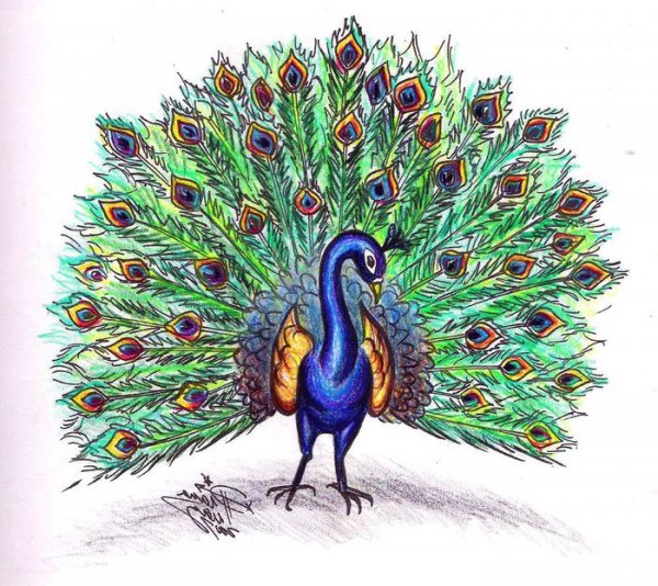 Рисование с детьми Павлин