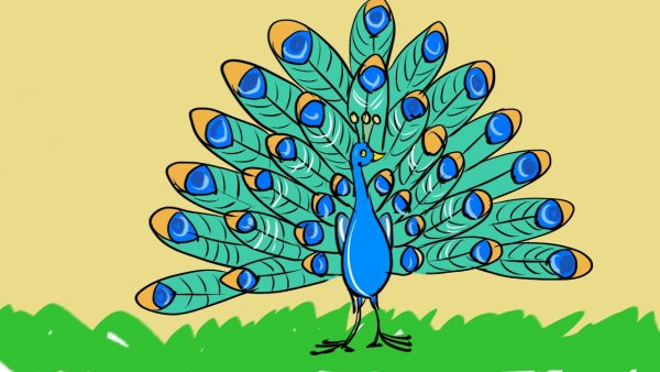 Рисование с детьми Павлин