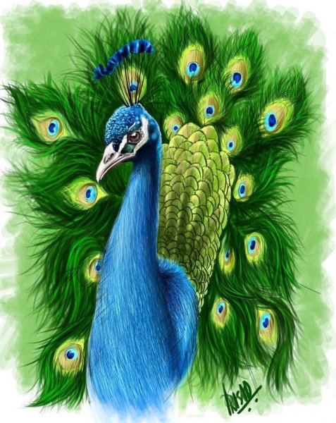 Павлин нарисовать