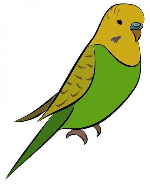Попугай рисунок