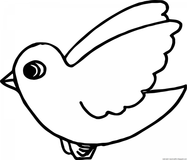 Раскраска птицы