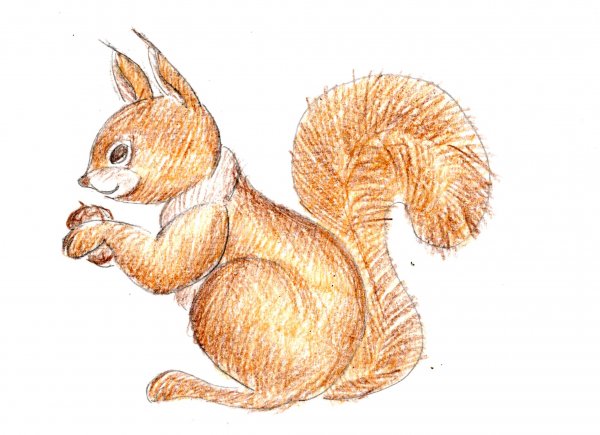 Рисунок белки