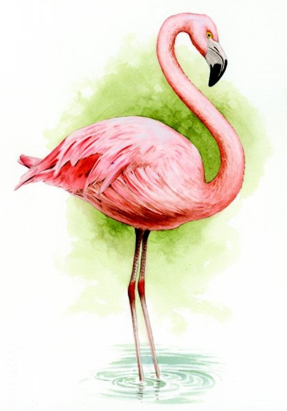 Фламинго для срисовки